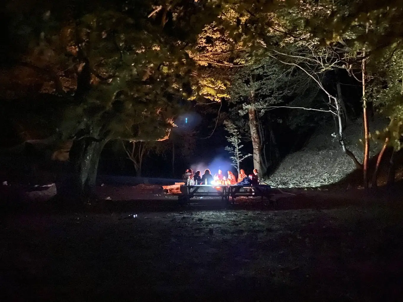 Woodland nighttime fire